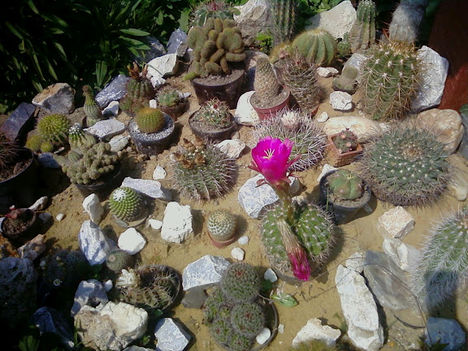 vegyes kaktuszok
