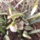 Mezoorson_kinyilt_a_hovirag_1382197_1721_t