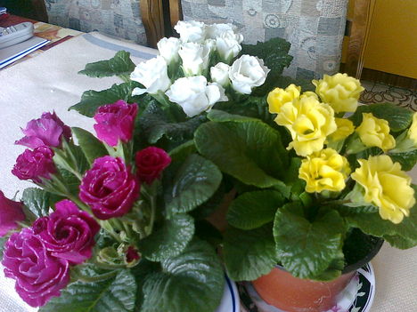 Primulák, dupla virággal, cakkos széllel