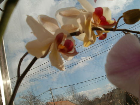fehér-piros orchidea