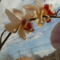 fehér-piros orchidea