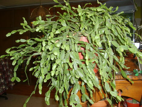 Kaktusz hagyományos