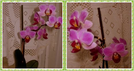 Orchideáim 3