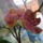Orhidea-013_1383202_3826_t