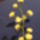 Ponpon_viragok_melle_1383981_8405_t