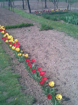 Kert  tulipánokkal
