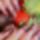 Strawberry_part_two_1387655_6176_t