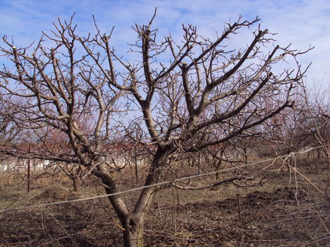 kertünkből 2012
