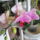 Orchidea-001_1388915_5163_t