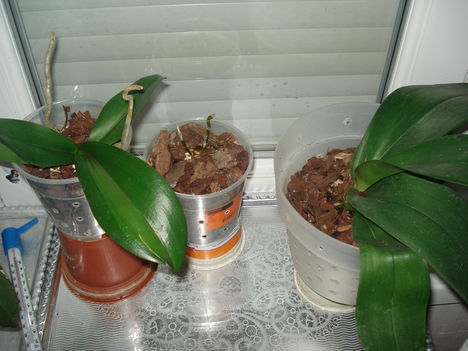 Orchideáim 3