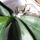 Orchidea_gyokerezteto_hormonporral_beszorva_1_1389355_5933_t