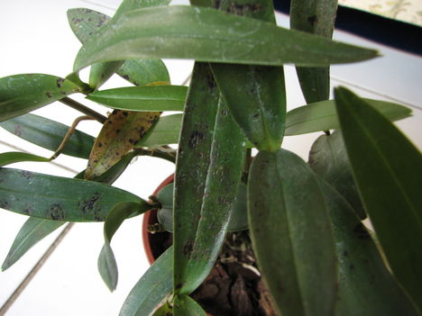 Vírusos Dendrobium kingianum