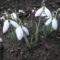 Galanthus nivalis - Kikeleti hóvirág 02
