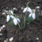 Galanthus nivalis - Kikeleti hóvirág 03