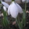 Galanthus nivalis - Kikeleti hóvirág 04