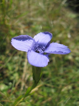 Gentiana ciliata -Prémes tárnics