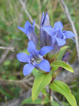 Gentiana cruciata ssp.phlogifolia-Barcasági tárnics
