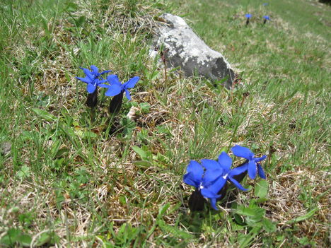 Gentiana verna- Tavaszi tárnics