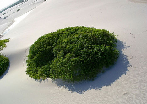 Lensóis Maranhenses 14