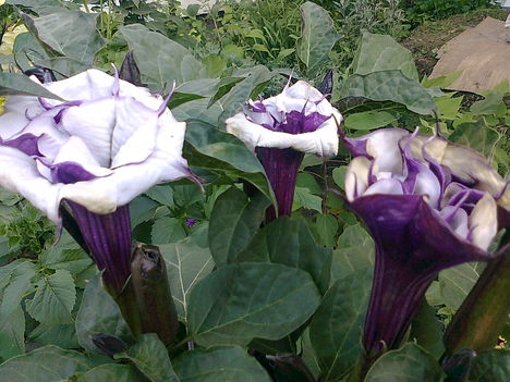 LILA DUPLASZIRMÚ DATURA