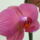 Orchidea-001_138210_85217_t