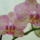 Orchidea-002_138209_68783_t