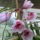 Rózsaszin csónakorchidea