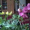 Rózsaszín és sárga orchidea