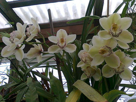 Sok virágos csónakorchidea