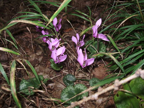 SOPRON-jellegzetes virága:cikláment az erdőben