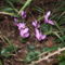 SOPRON-jellegzetes virága:cikláment az erdőben