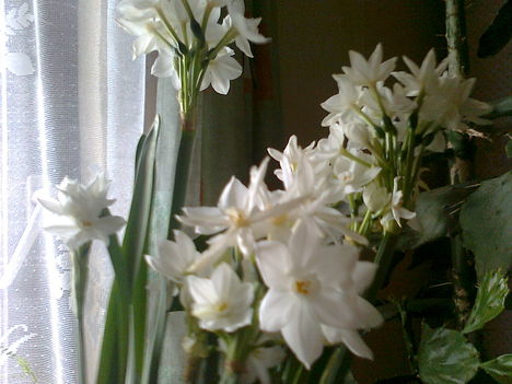 újabb nárcisz, csokros virágokkal (NARCIS PAPERWHITE)
