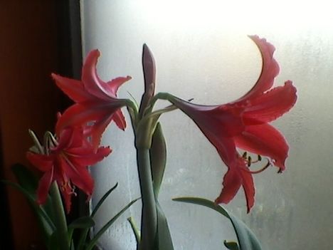 Amarillisz Hippeastrum x johnsonii