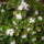 Crassula_argentea-001_1391142_9346_t