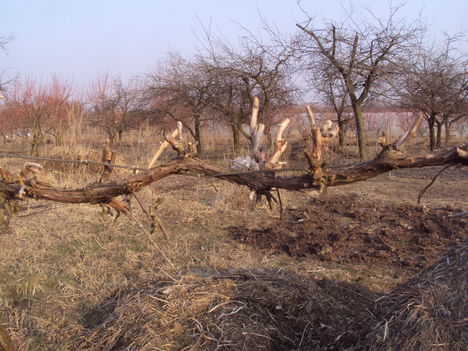 Kertünkből 2012