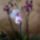 Nonapi_orhijaim_1391169_9897_t