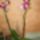 Nonapi_orhim_1391168_6284_t