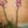 Orhidea-023_1391226_4618_t