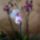 Orhidea-024_1391227_8418_t