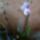 Orhidea-027_1391232_6224_t