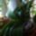 Orhidea-029_1391234_3585_t