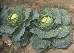 260px-Cabbage