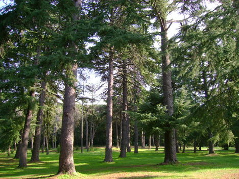 Rovinj park /Punta corrente./ 3