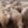 Sheep_1394539_2767_t