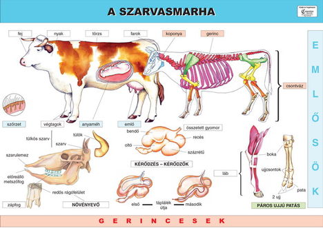 szarvasmarha