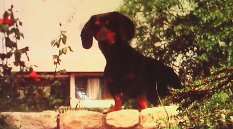 Riki kutya, stár fotó