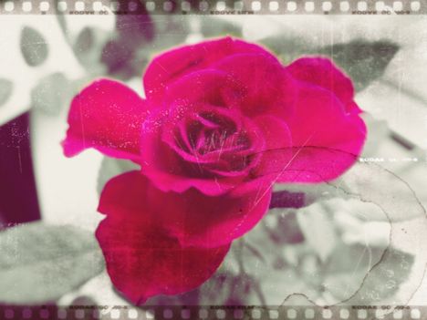 rose....