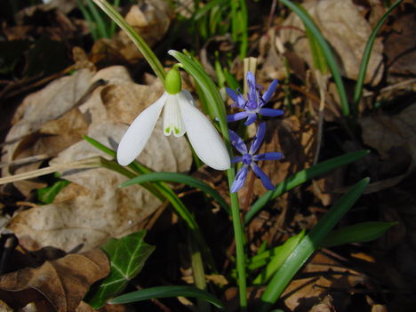 Lébény - Nemzeti Park 1