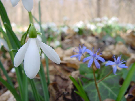 Lébény - Nemzeti Park 2