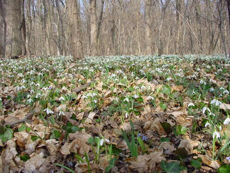 Lébény - Nemzeti Park 3